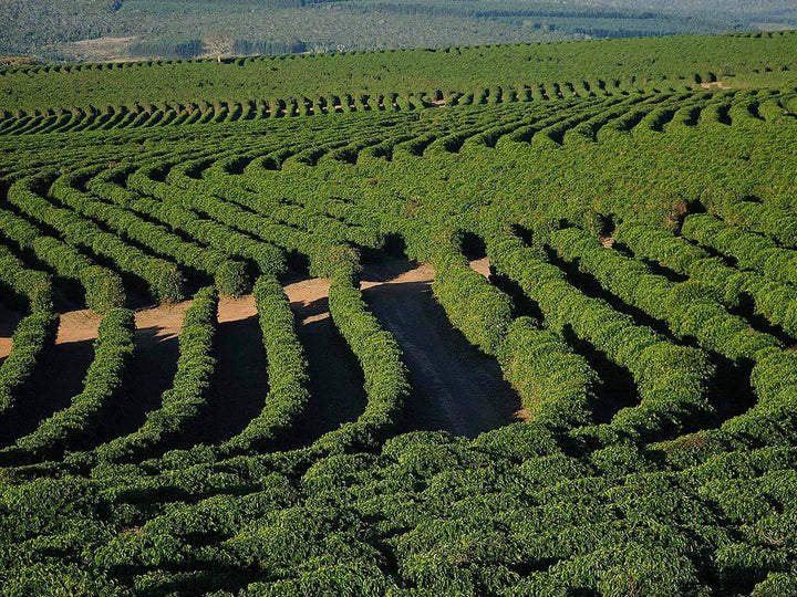 Bourbon Barrel Aged Coffee