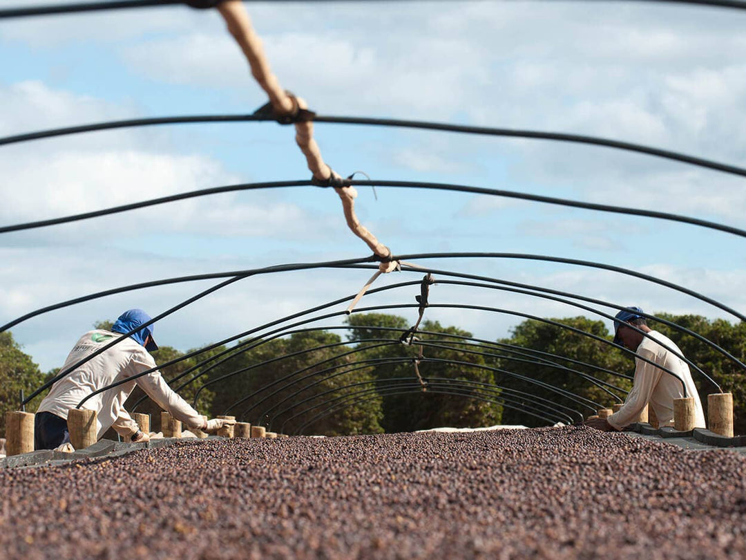 Bourbon Barrel Aged Coffee